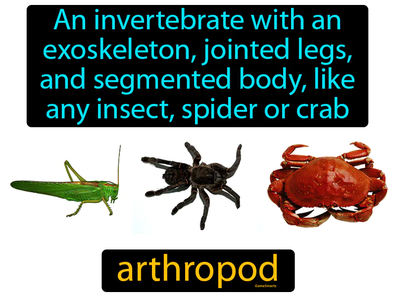 Arthropod Definition Arthropod Definition