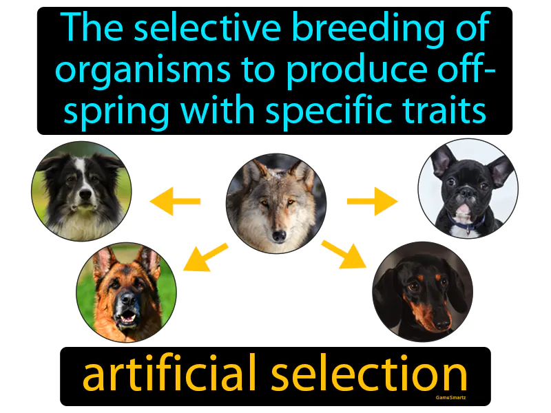 Artificial Selection Definition Artificial Selection Definition