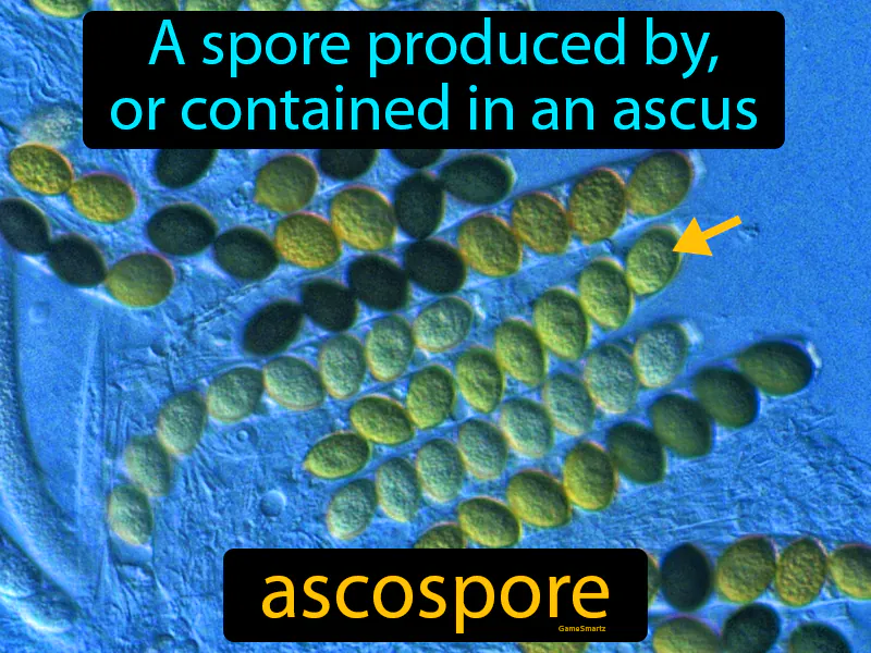 Ascospore Definition Ascospore Definition