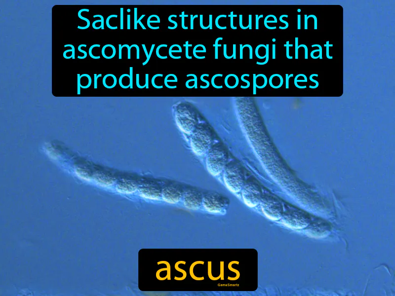 Ascus Definition Ascus Definition