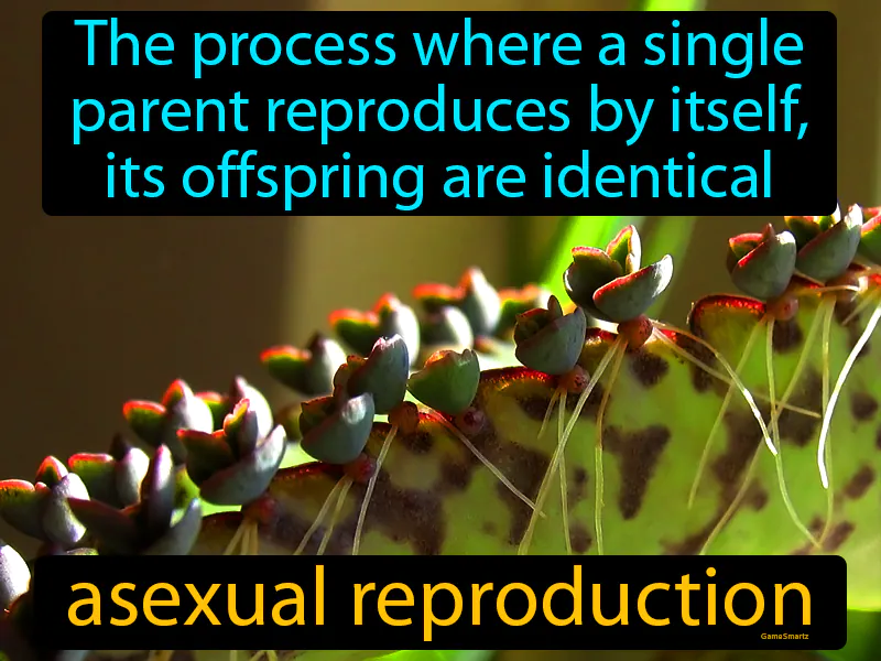 Asexual Reproduction Definition Asexual Reproduction Definition