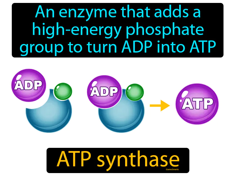 ATP Synthase Definition ATP Synthase Definition
