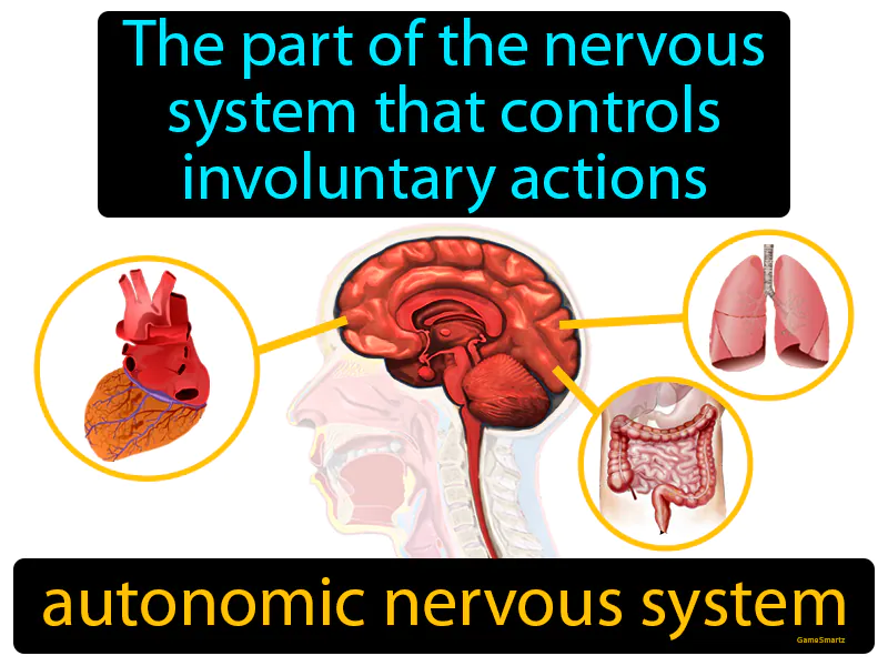 Autonomic Nervous System Definition Autonomic Nervous System Definition