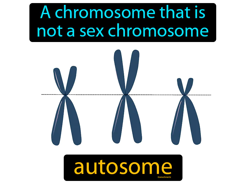 Autosome Definition Autosome Definition