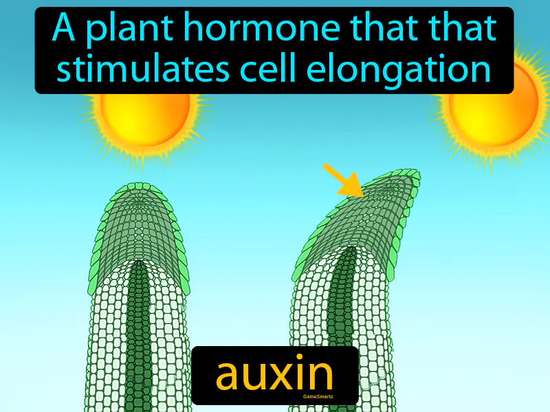 Auxin Definition