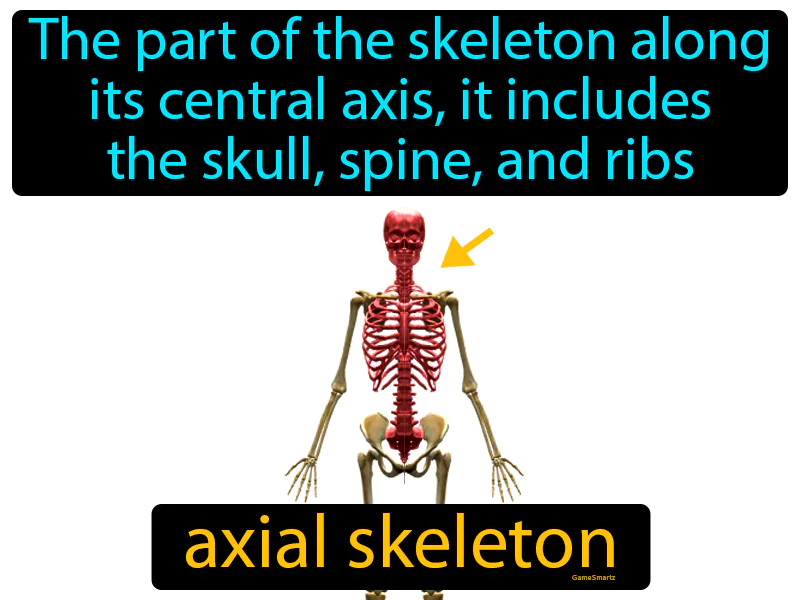 Axial Skeleton Definition Axial Skeleton Definition