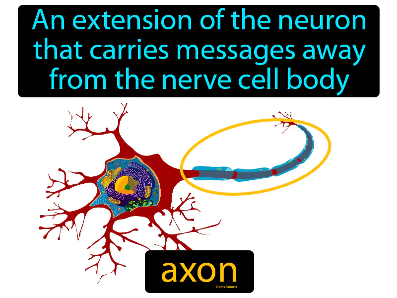 Axon Definition Axon Definition