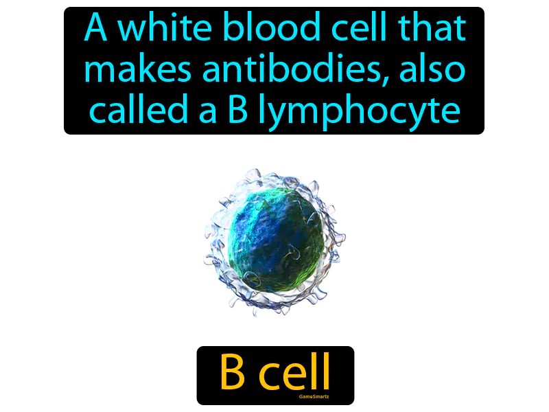 B Cell Definition B Cell Definition