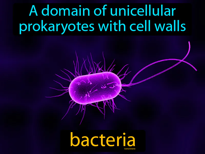 Bacteria Definition Bacteria Definition