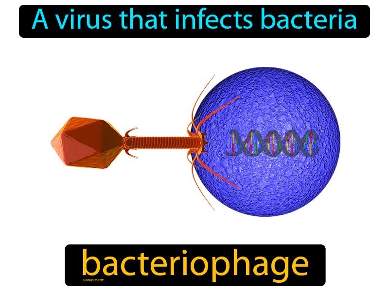 Bacteriophage Definition Bacteriophage Definition