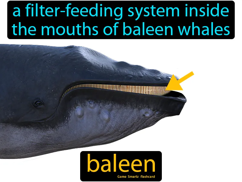 Baleen Definition Baleen Definition
