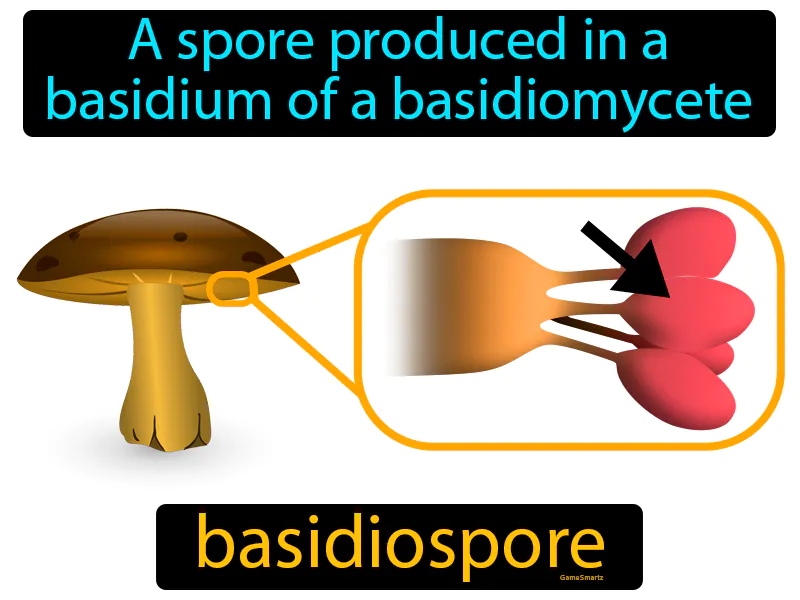 Basidiospore Definition Basidiospore Definition