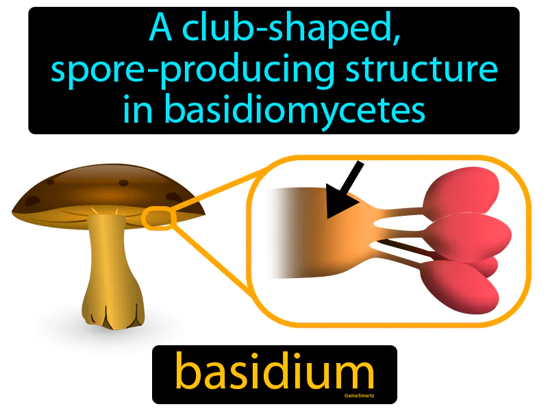 Basidium Definition Basidium Definition