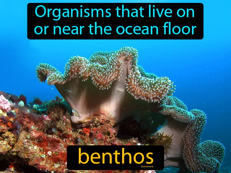 Benthos Definition Benthos Definition