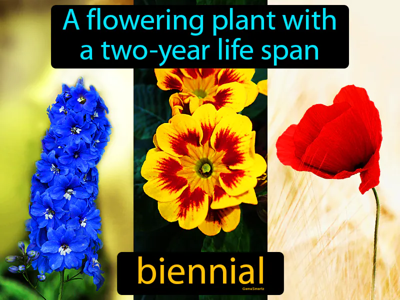 Biennial Definition Biennial Definition