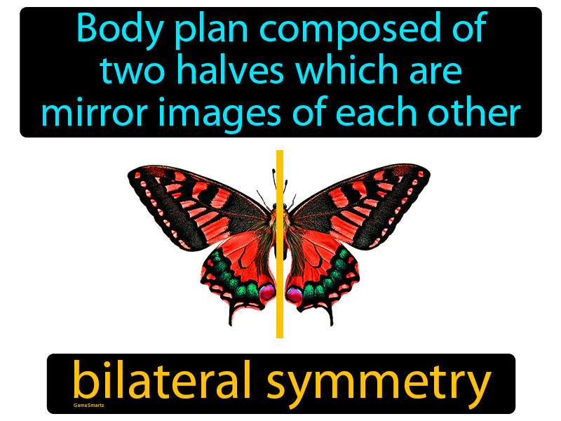 Bilateral Symmetry Definition Bilateral Symmetry Definition