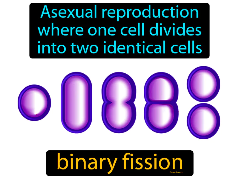 Binary Fission Definition Binary Fission Definition