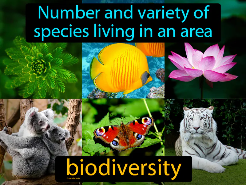 Biodiversity Definition Biodiversity Definition