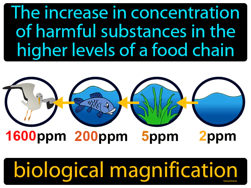 Biological Magnification Definition Biological Magnification Definition
