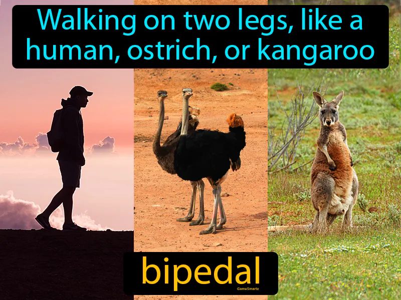 Bipedal Definition Bipedal Definition