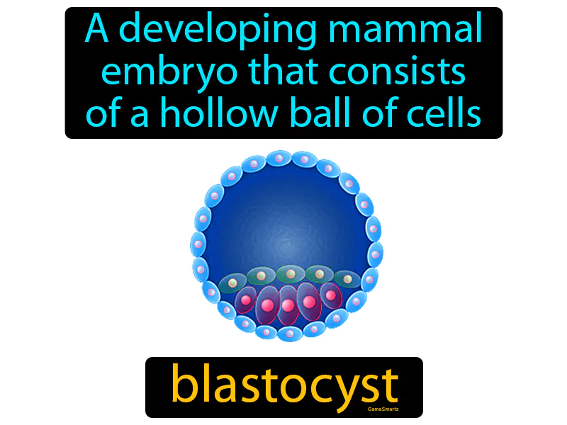 Blastocyst Definition Blastocyst Definition