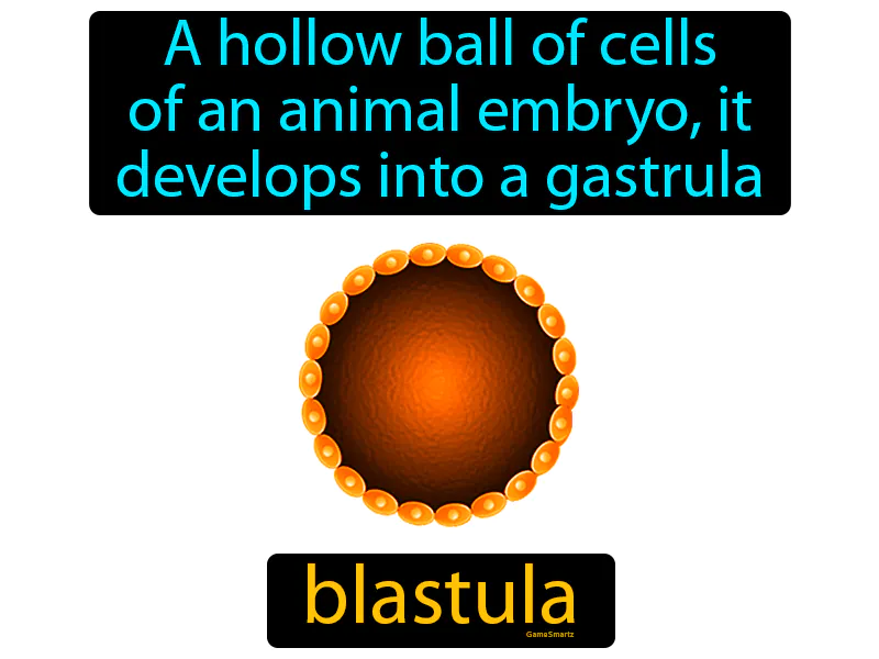 Blastula Definition Blastula Definition