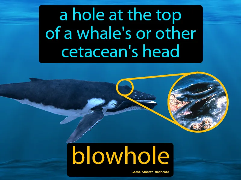 Blowhole Definition Blowhole Definition