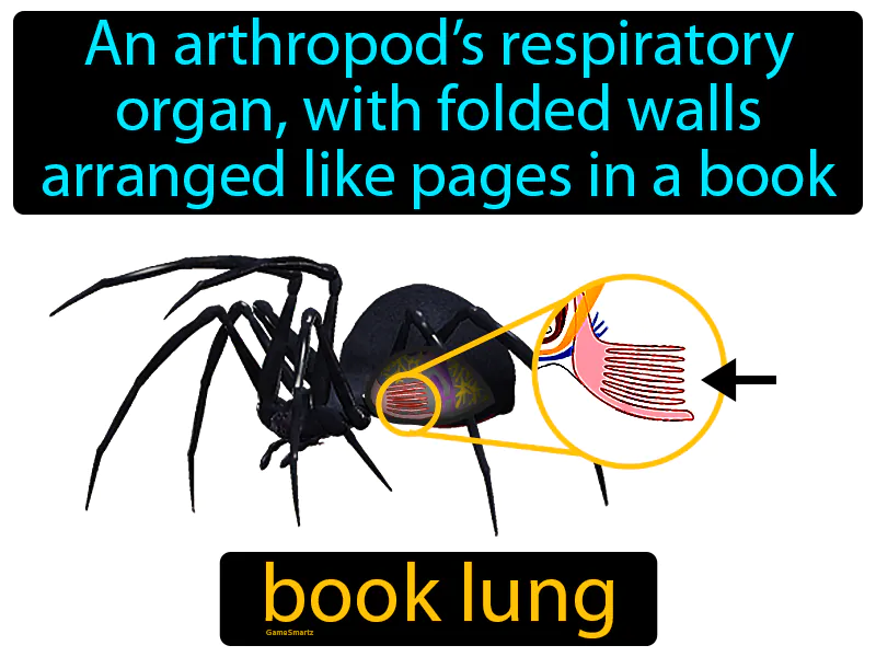 Book Lung Definition Book Lung Definition