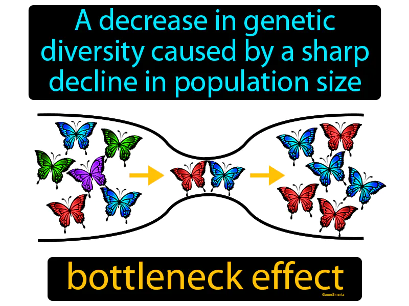 Bottleneck Effect Definition Bottleneck Effect Definition