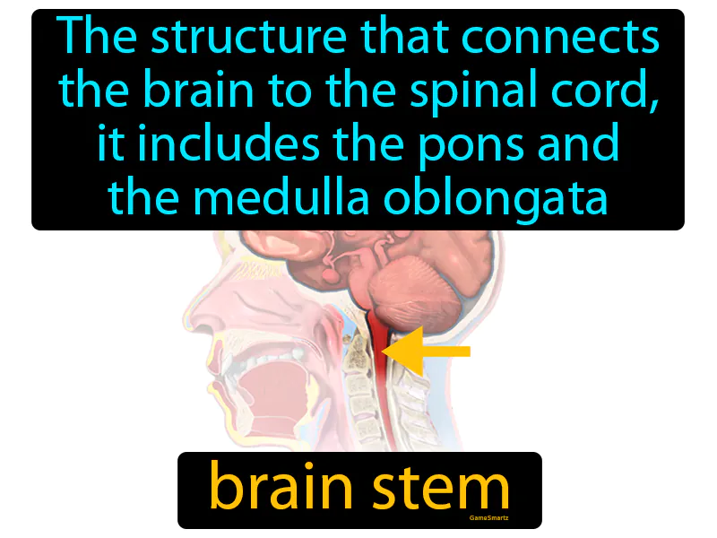 Brain Stem Definition Brain Stem Definition