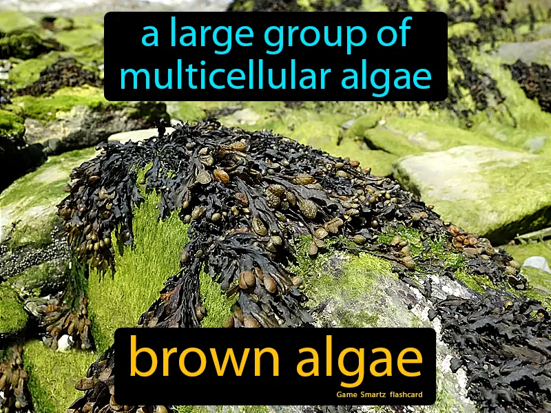 Brown Algae Definition Brown Algae Definition