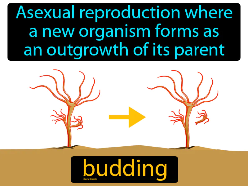 Budding Definition
