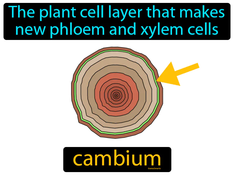 Cambium Definition Cambium Definition