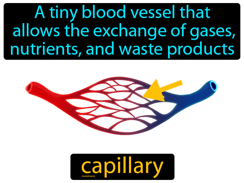 Capillary Definition Capillary Definition