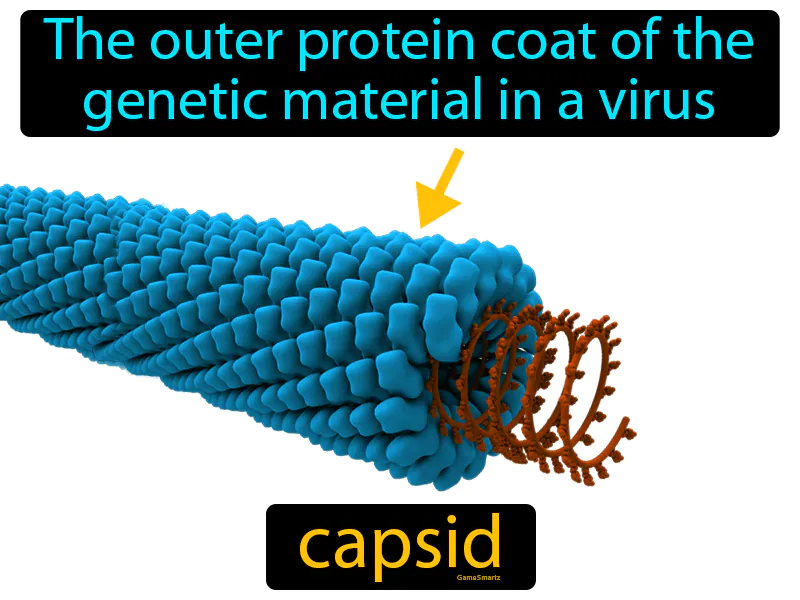 Capsid Definition Capsid Definition