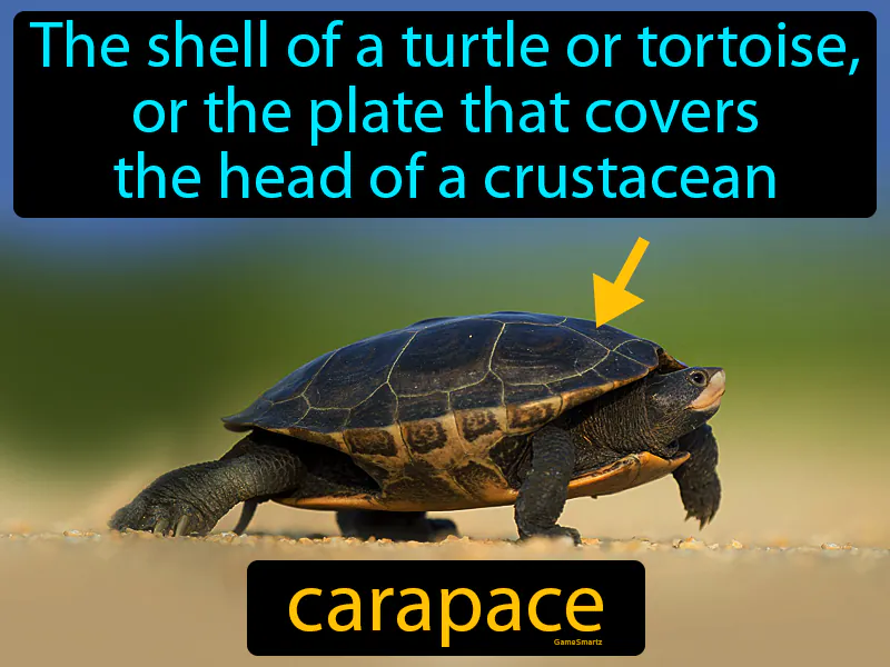 Carapace Definition Carapace Definition