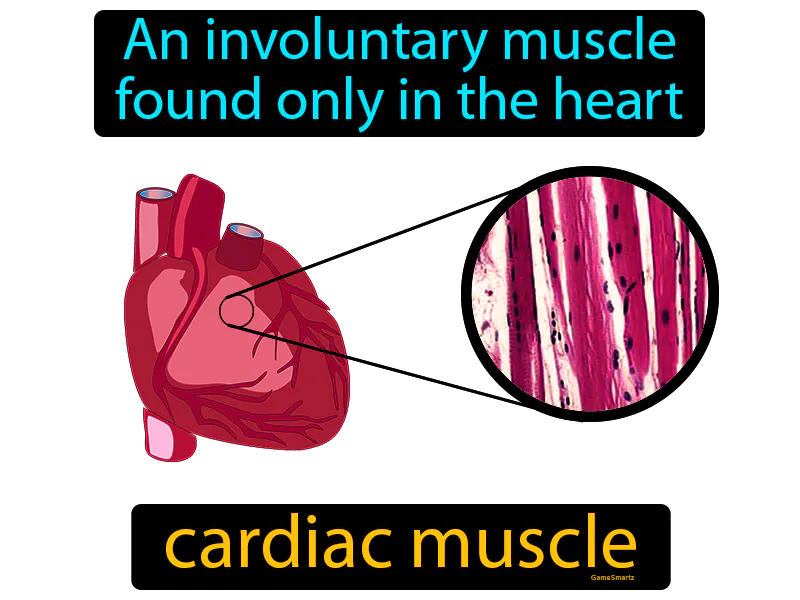 Cardiac Muscle Definition Cardiac Muscle Definition