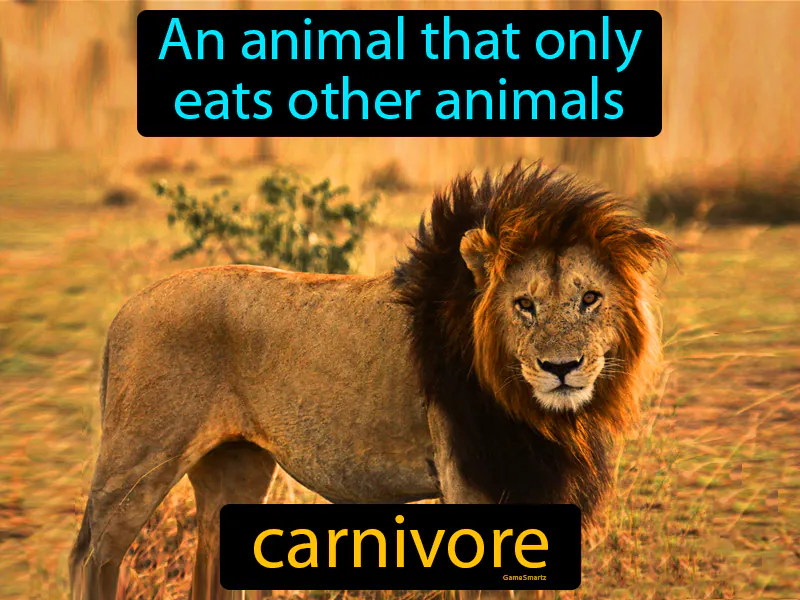 Carnivore Definition Carnivore Definition