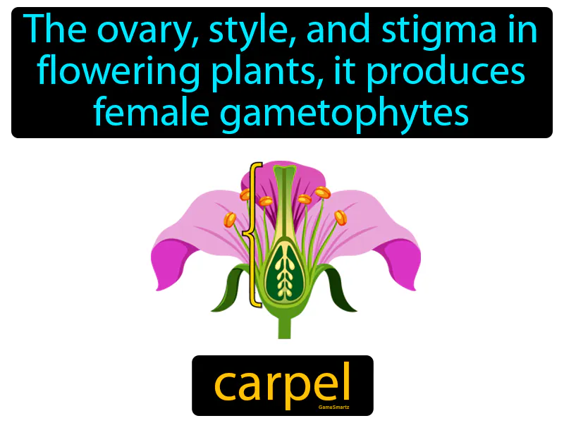 Carpel Definition Carpel Definition