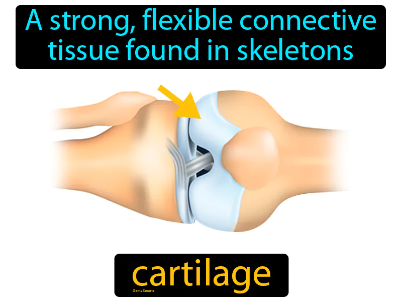 Cartilage Definition Cartilage Definition