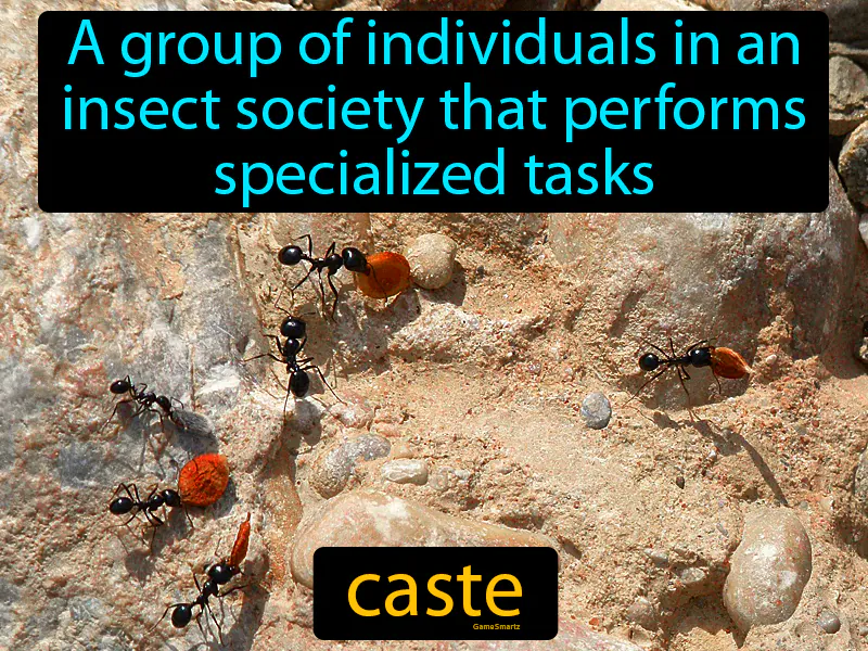 Caste Definition Caste Definition