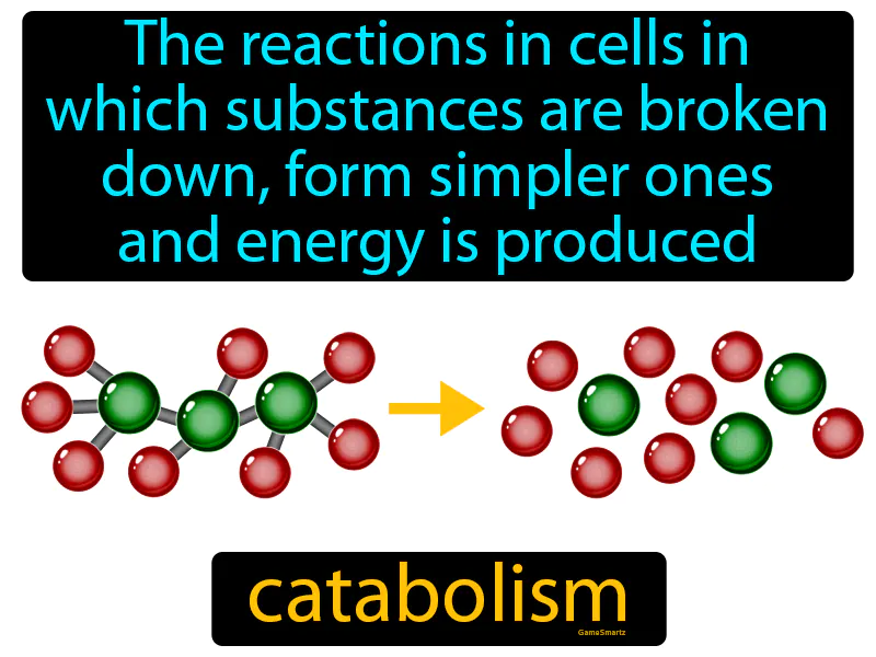 Catabolism Definition Catabolism Definition