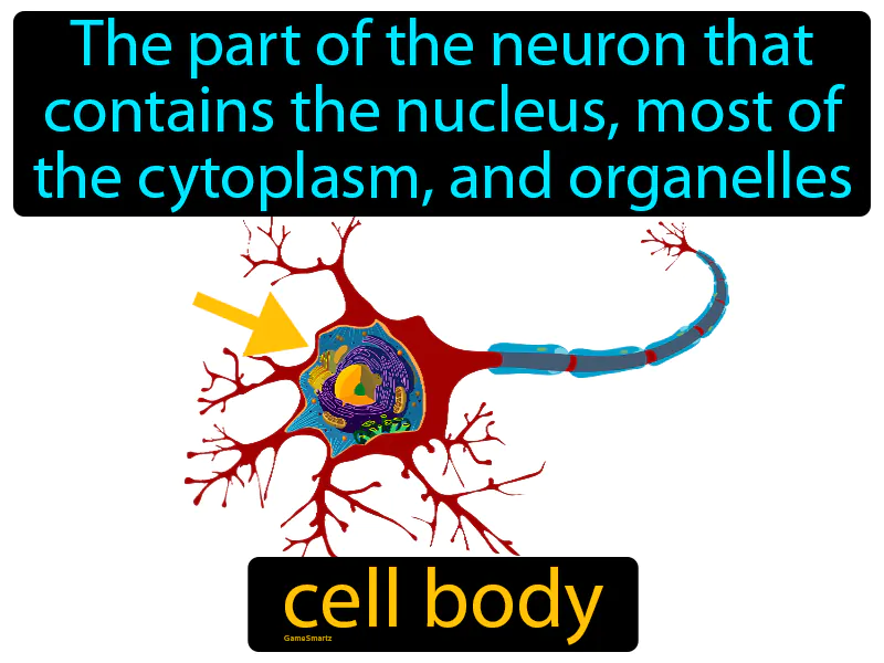 Cell Body Definition Cell Body Definition