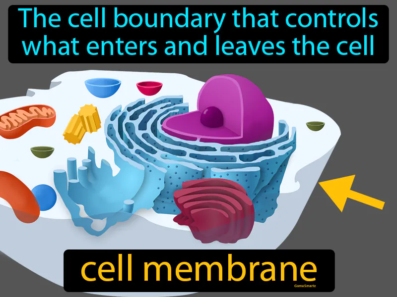 Cell Membrane Definition Cell Membrane Definition