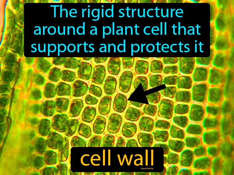 Cell Wall Definition Cell Wall Definition