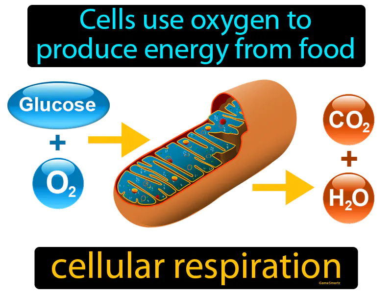Cellular Respiration Definition Cellular Respiration Definition