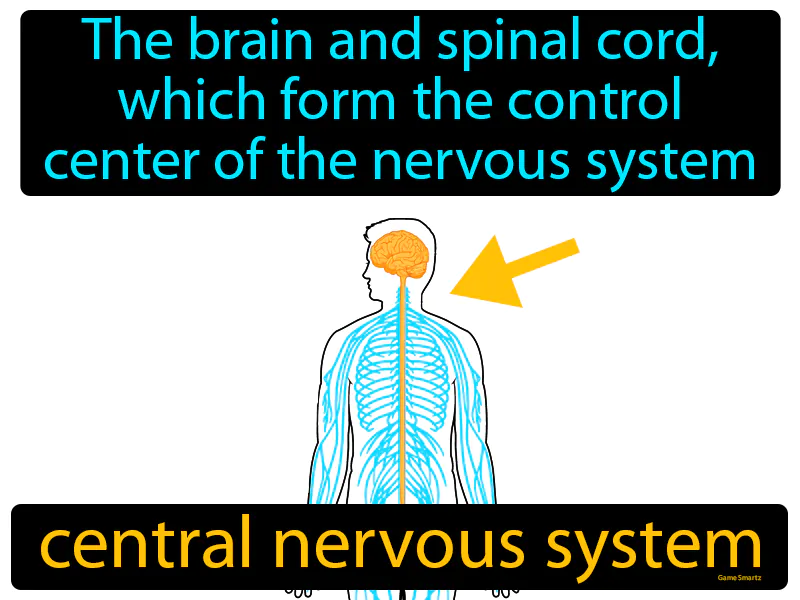 Central Nervous System Definition Central Nervous System Definition