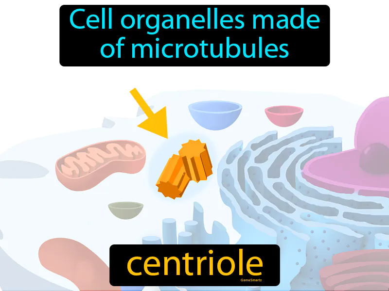 Centriole Definition