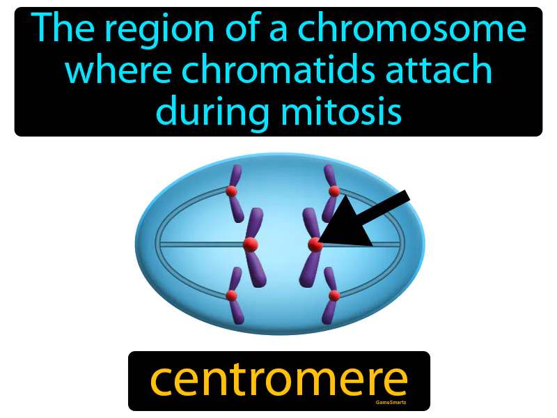 Centromere Definition