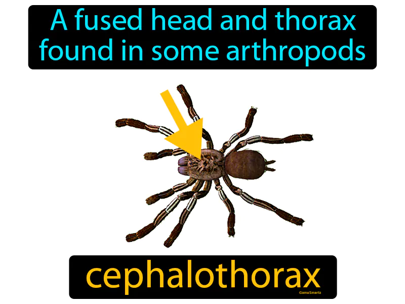 Cephalothorax Definition Cephalothorax Definition